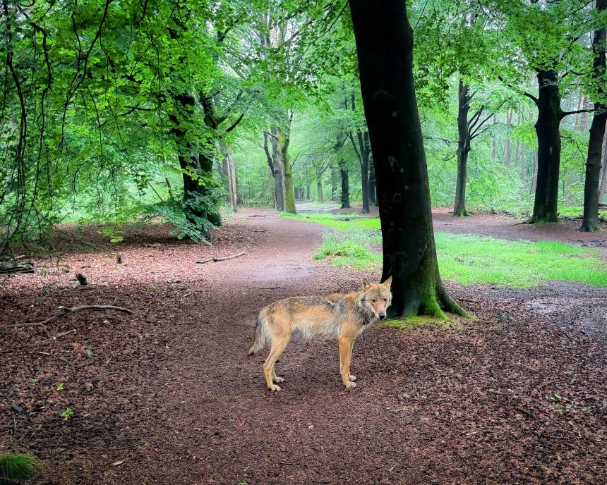 2025, Algemeen, Onderzoek, Aantal verkeersslachtoffers wolven, Wolf in bos, NL