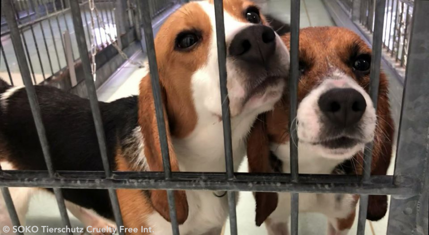 Janssen Pharmaceutica misbruikt opnieuw honderden honden in dierproeven