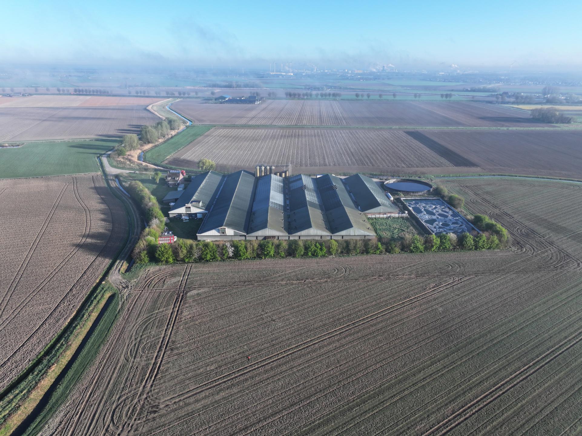 Beroepsprocedure: de misstanden bij Straathofs varkensfabriek in Hoeven