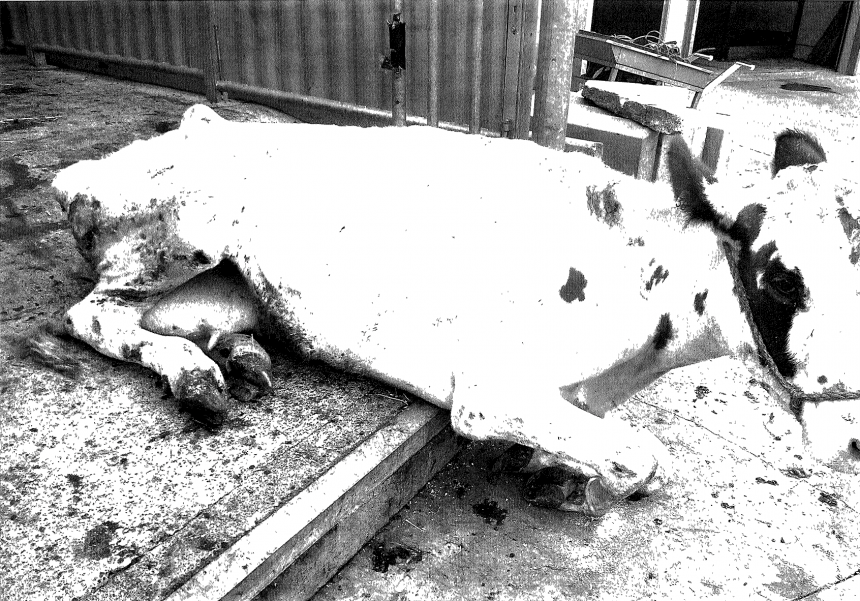 NVWA houdt dierenbeulen van veehandel Dane en Zoon de hand boven het hoofd