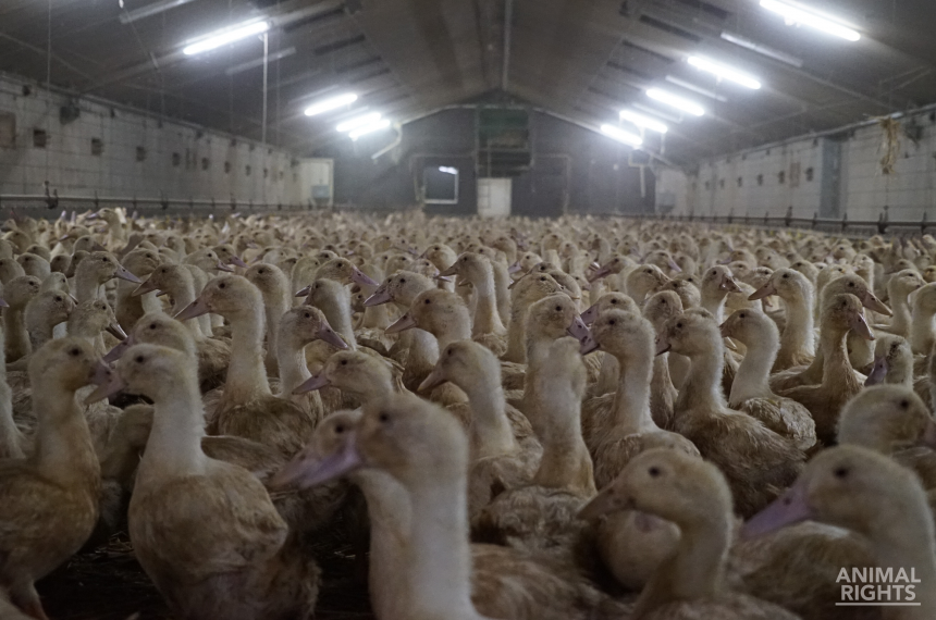 Beëindig de Nederlandse eendenindustrie als stikstof- én dierenwelzijnsmaatregel!