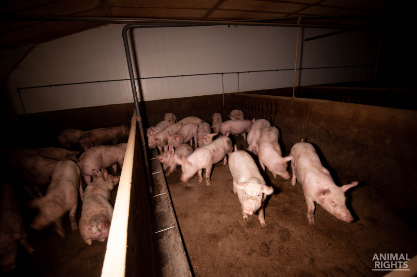 Ook Straathofs voormalige Duitse varkensimperium is in verval
