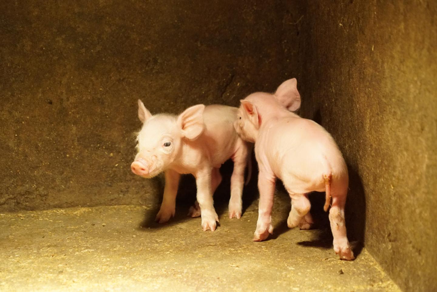 Dierenrechten in de Grondwet