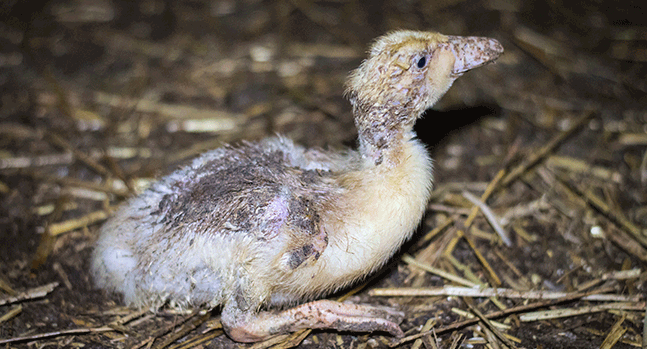 Een verzwakt en vervuild eendje zit op de grond in een stal van een Veluwse fokkerij