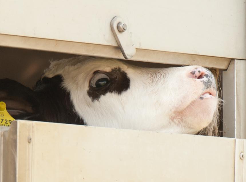 INSPECTIES NVWA BEWIJZEN: VEEL OVERTREDINGEN BIJ VERVOER KWETSBARE DIEREN