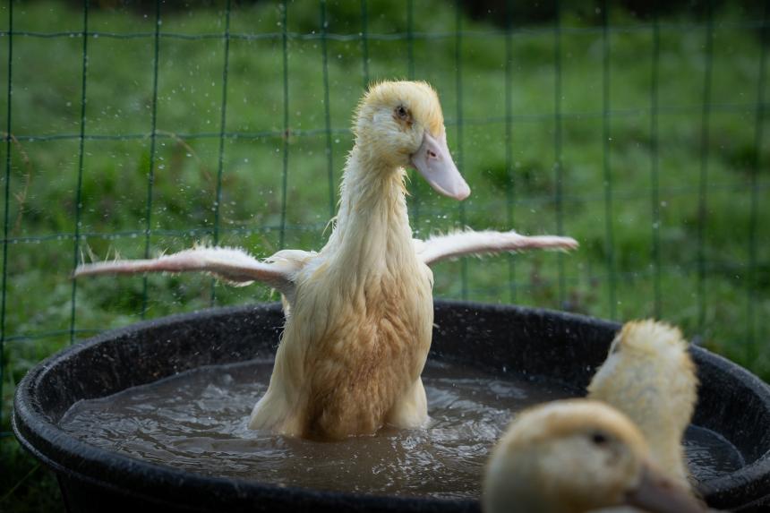 BREAKING! – Intrekking alle vergunningen eendenslachter Tomassen Duck-To nabij