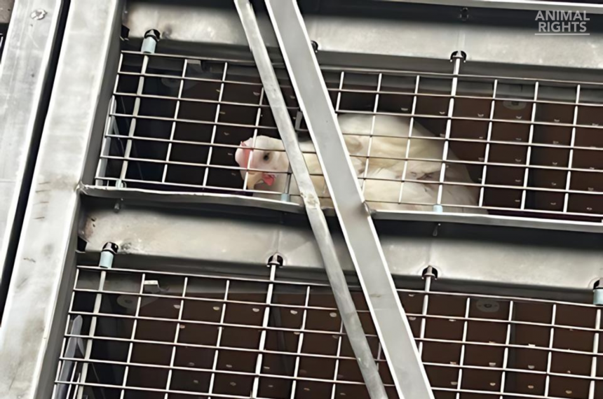 Kuiken opgesloten in achtergelaten veetransport