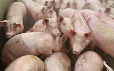 Zeugen op elkaar gepropt bij Vion Groenlo. Sommige dieren proberen over elkaar heen te klimmen.