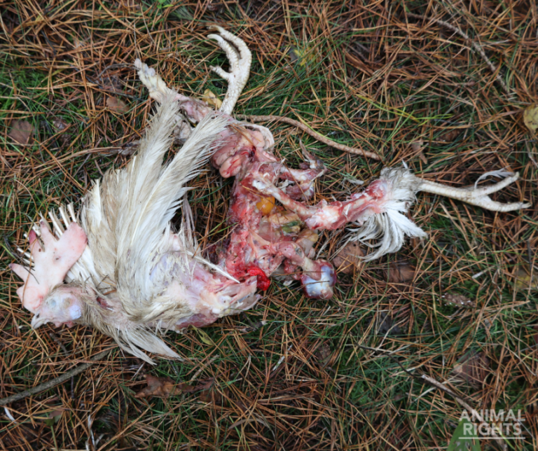 Kippen gedumpt als afval in Turnhoutse natuur: Animal Rights is woedend