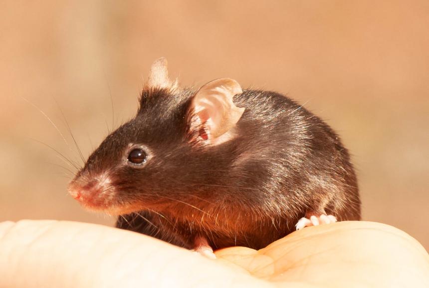Nobelcomité beloont opnieuw het martelen van dieren met Nobelprijs