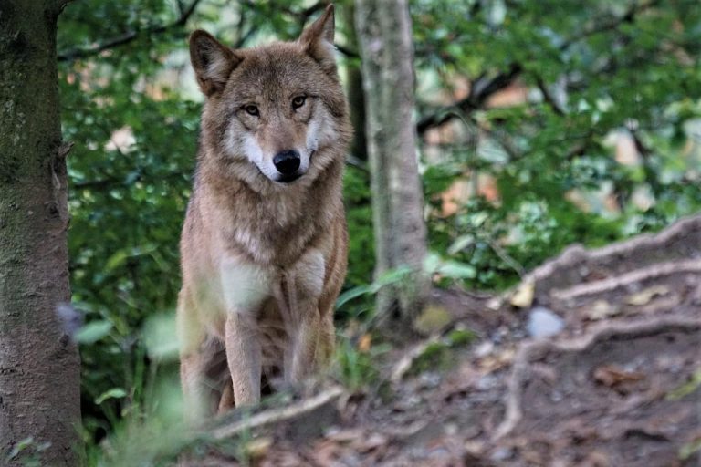 BERN CONVENTIE BUIGT VOOR ANGST- EN HAATCULTUUR RONDOM WOLF