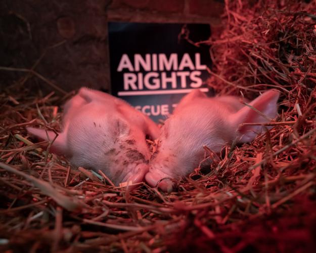 Zara en Zoë liggen lekker te slapen in het stro. Op de achtergrond staat een bord waarop staat: Animal Rights Rescue Team