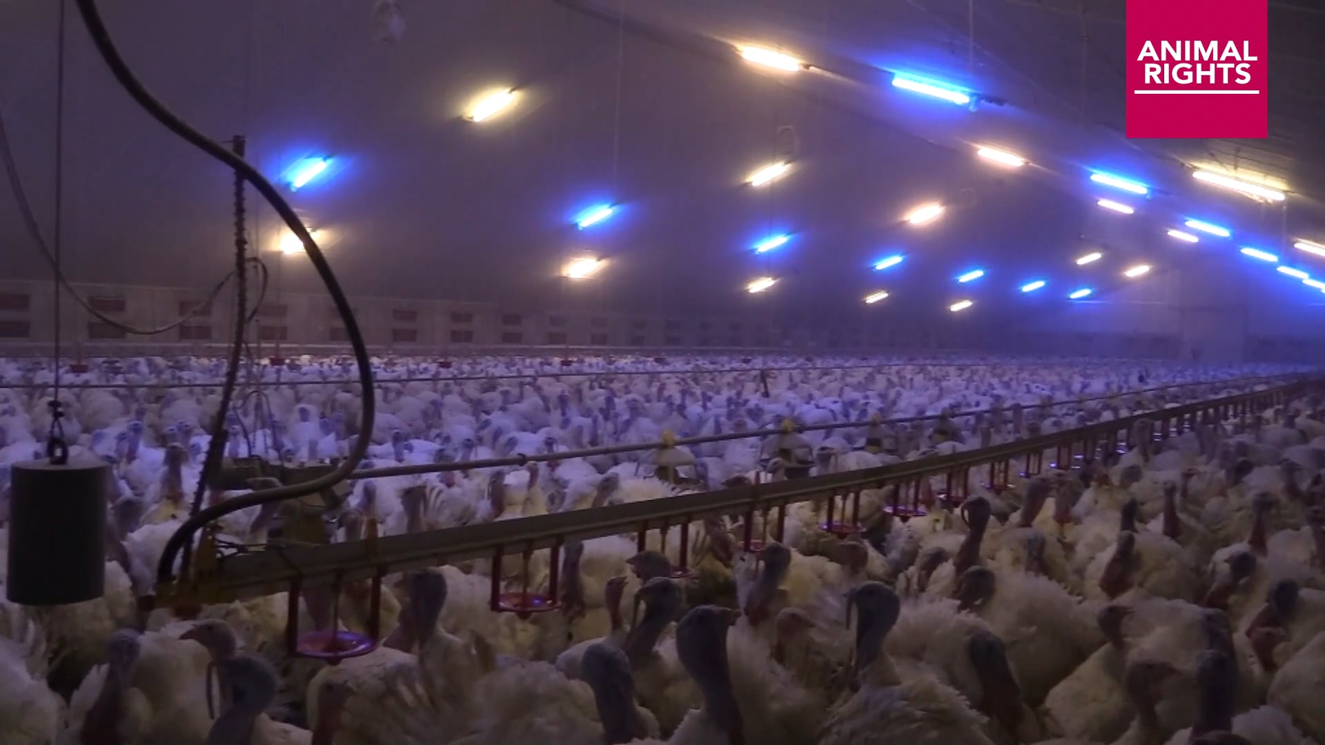 Inspecties kalkoenenhouderij in 2025 – Gasconcentraties een probleem