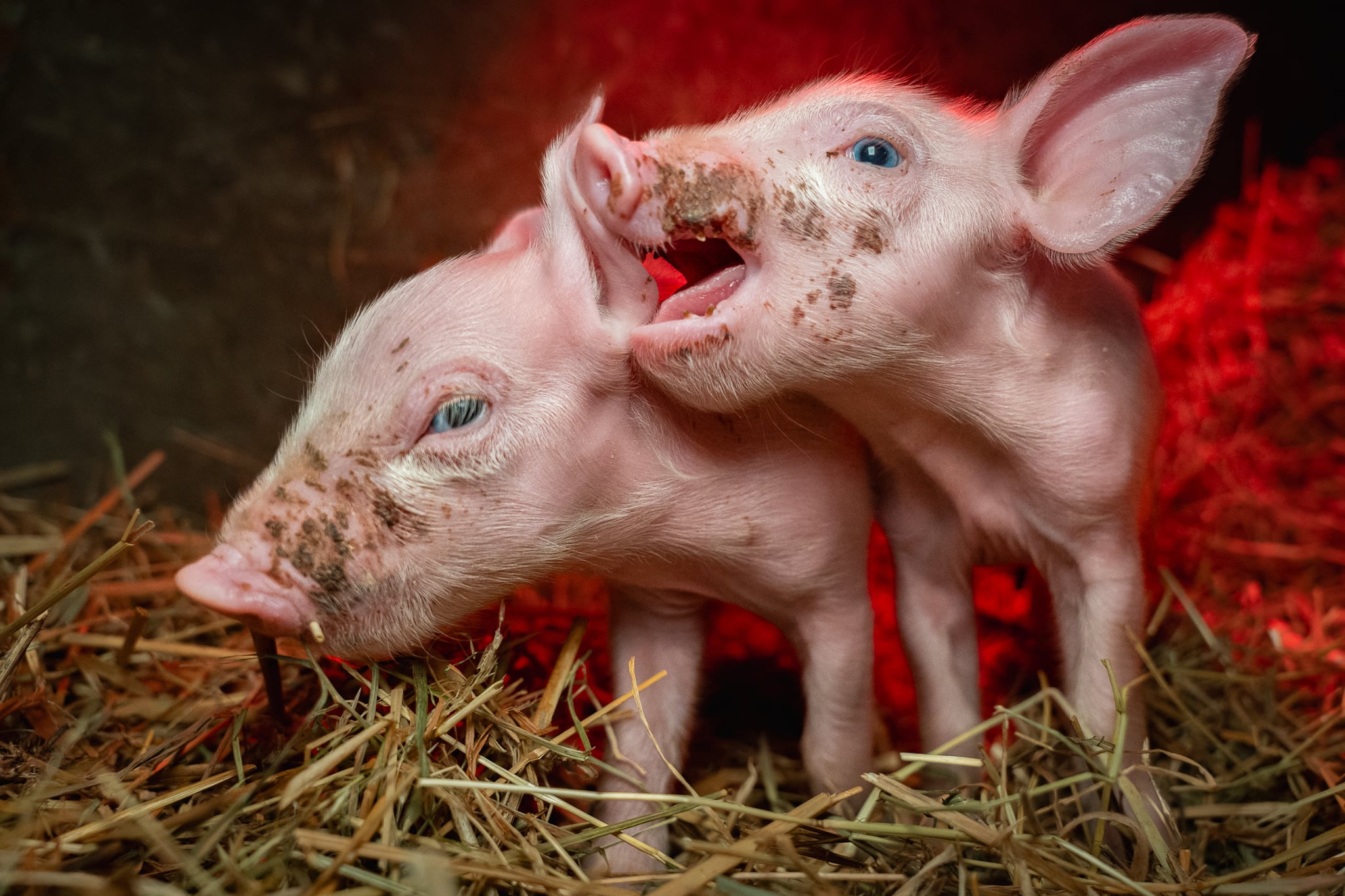 Zara en Zoë zijn gered uit de varkensindustrie!