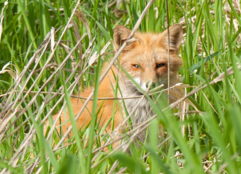 WINST VOOR ‘VRIJGESTELDE SOORTEN’ ZWARTE KRAAI, CANADESE GANS EN VOS IN DRENTHE