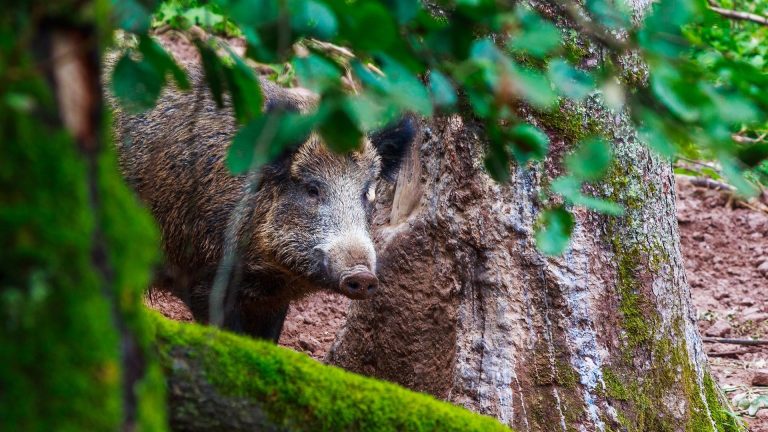 Ieder zwijn in Utrecht krijgt de kogel