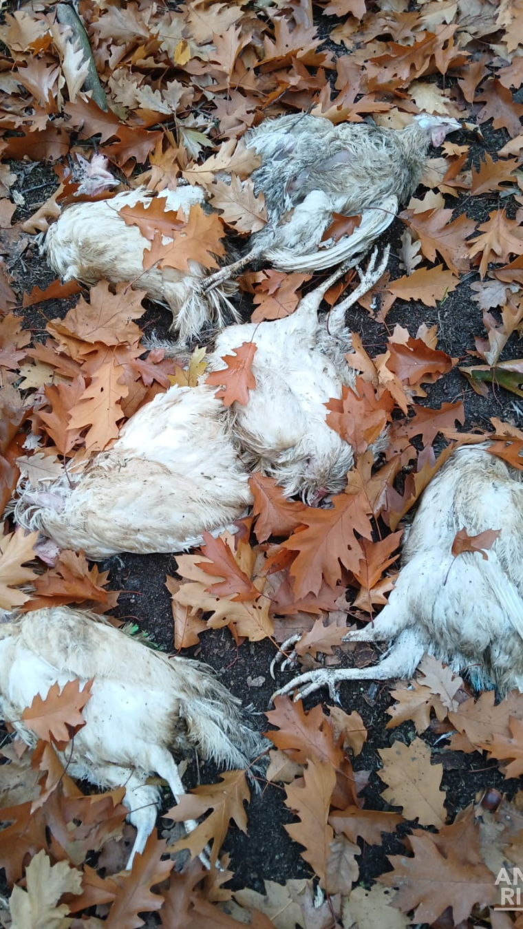 6 dode kippen liggen tussen de blaadjes op de grond