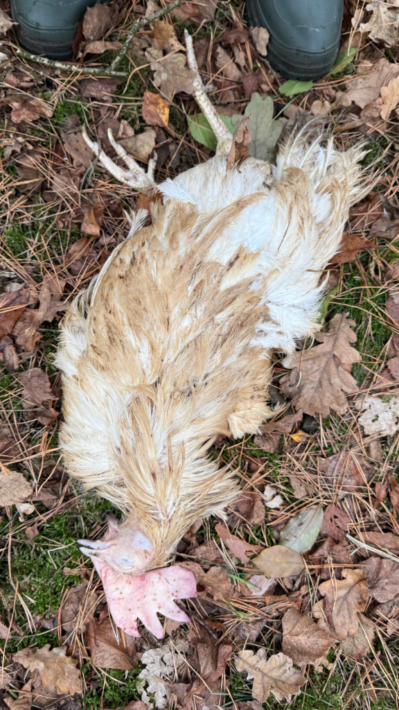 Een dode kip op de grond in het bos