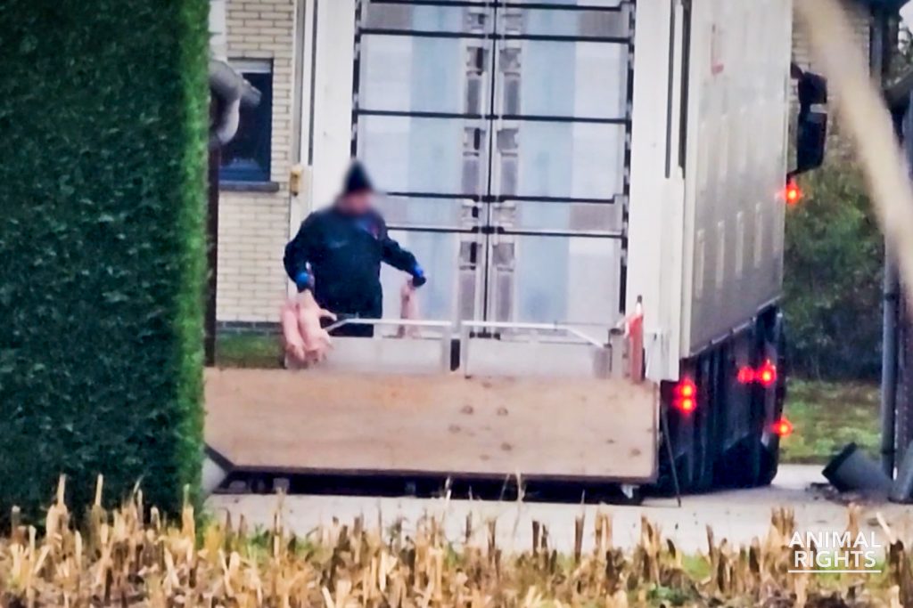 3 biggen worden aan hun achterpoot uit een vrachtwagen gehaald in Sint-Laureins.