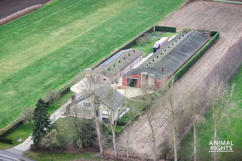Dronebeeld van het varkensbedrijf in Sint-Laureins waar op 27 november 2025, 4 december 2025, 11 december 2025 en 29 januari 2026 ernstig en strafbaar dierenleed is vastgelegd.