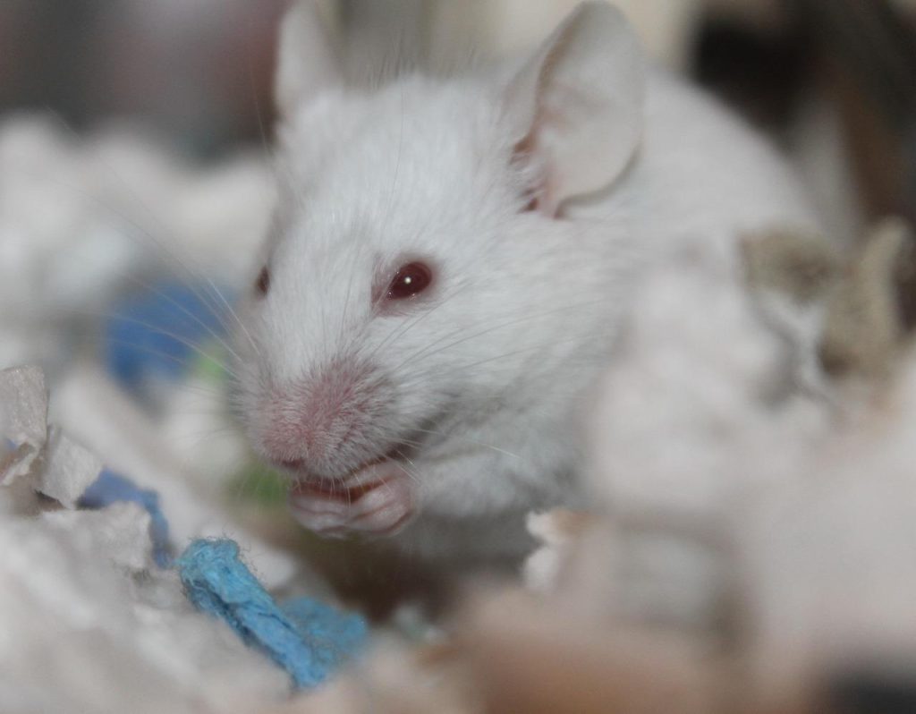 Witte genetisch gemanipuleerde muis