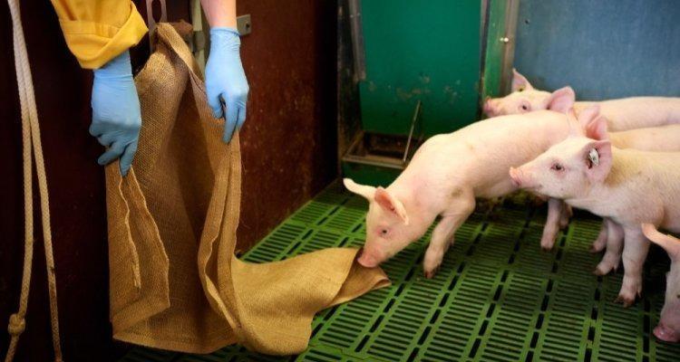 Varkens worden doodziek gemaakt om aderverkalking in de mens te onderzoeken.