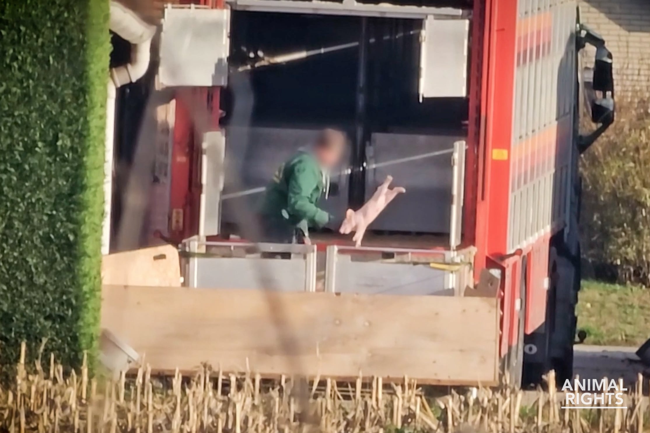 Jonge biggen worden structureel mishandeld na transport naar een mesterij