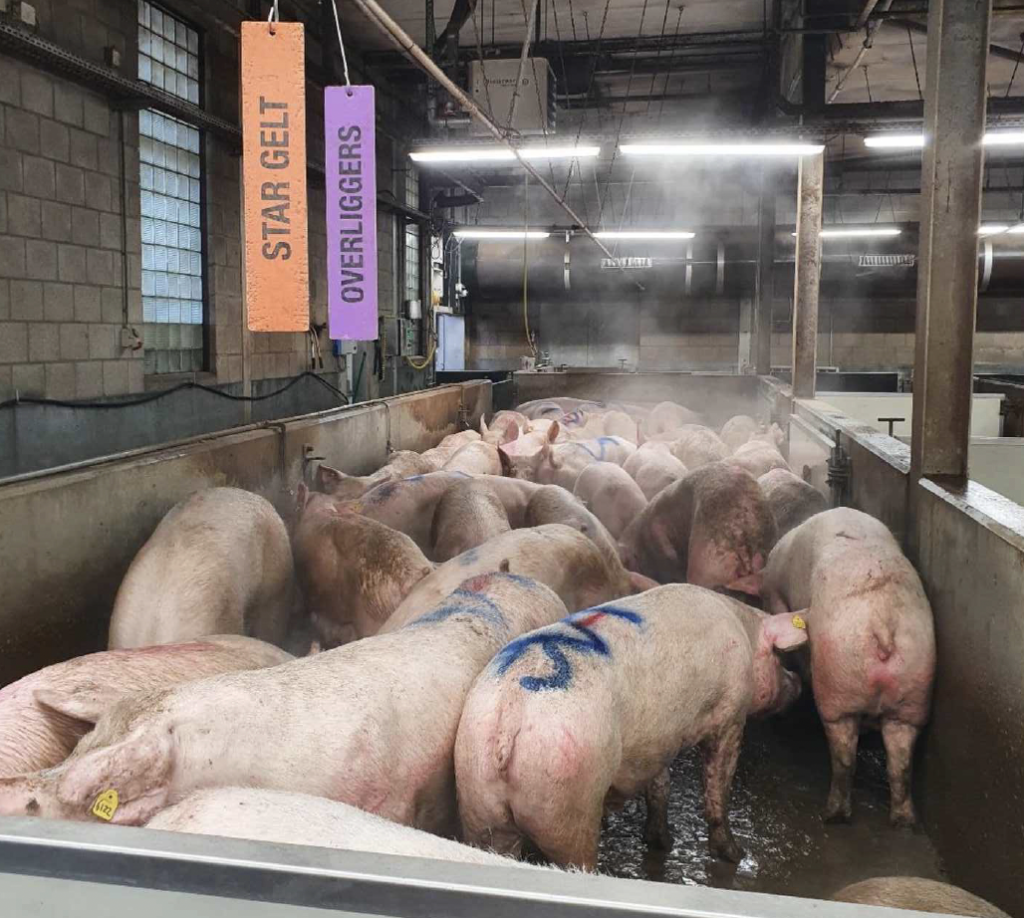 Zeugen in een hal bij Vion Groenlo