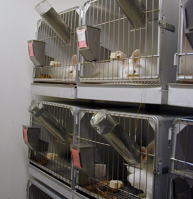 Konijnen in opeengestapelde hokken in een laboratorium