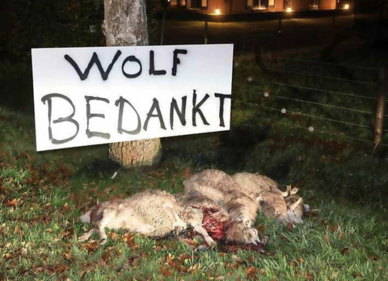 ANIMAL RIGHTS DIENT KLACHT IN BIJ NVWA VANWEGE DODE SCHAPEN LANGS WEG