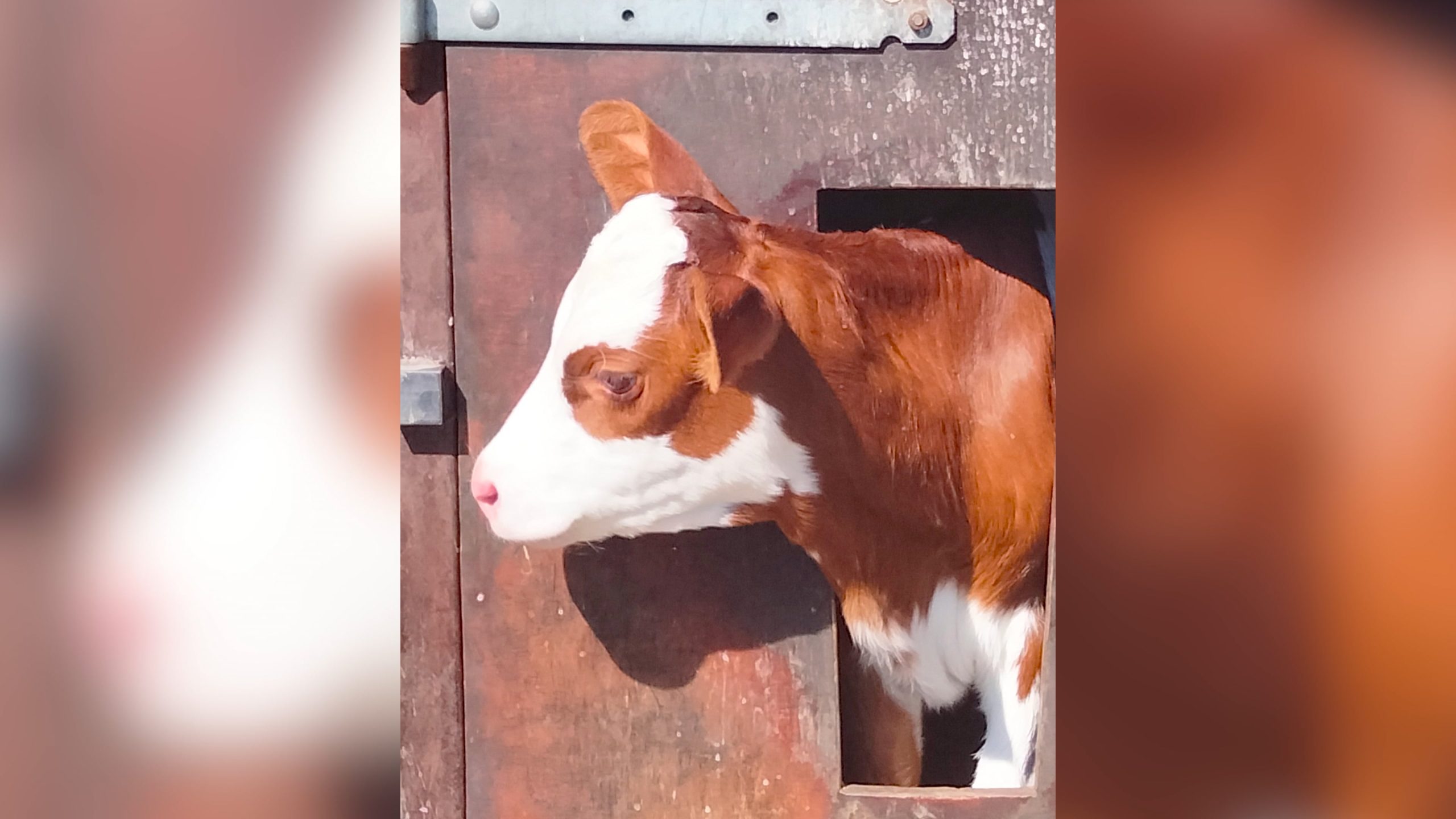 De NVWA treedt op tegen het isoleren van kalfjes na melding Animal Rights