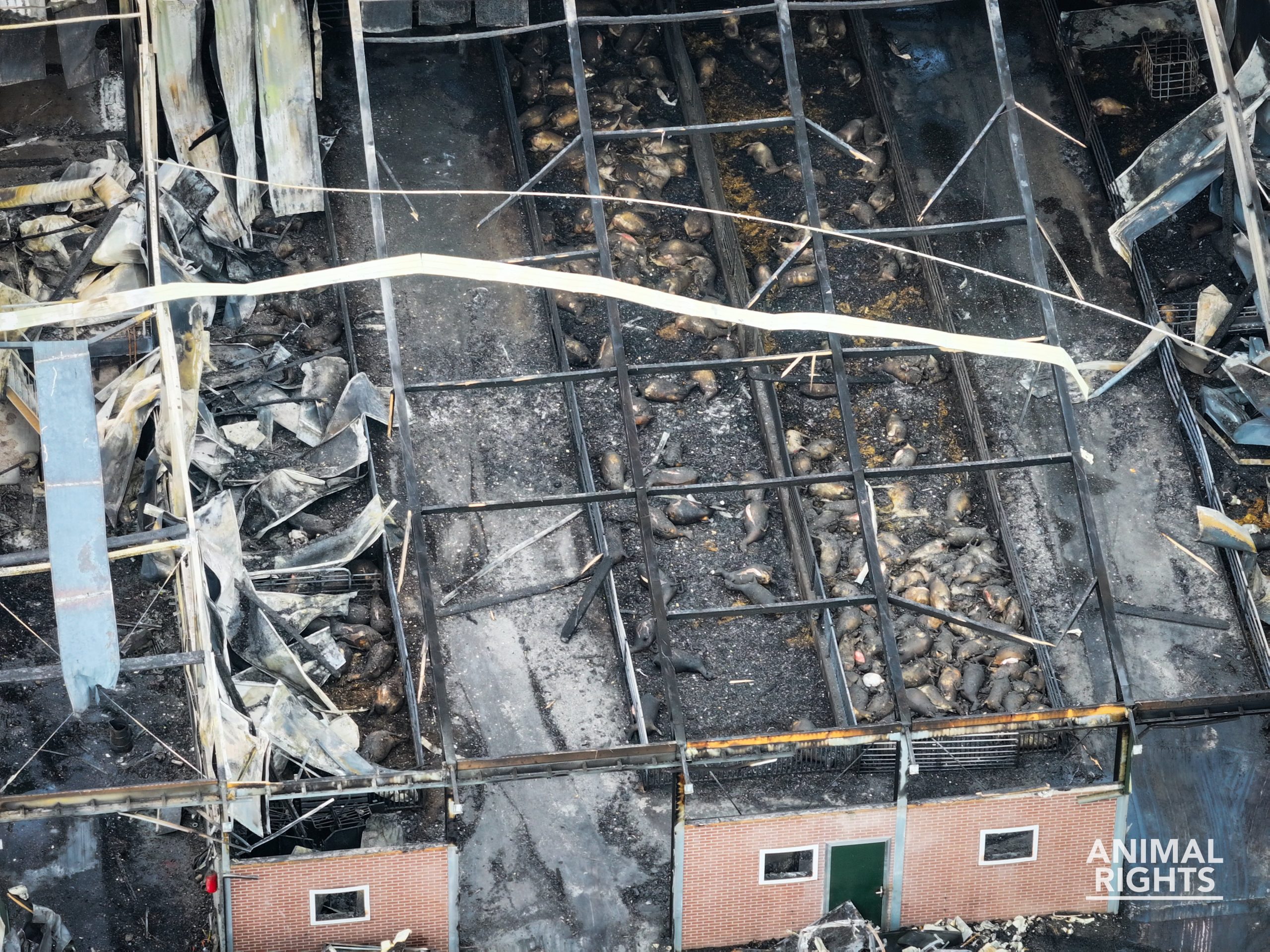 Meer dan duizend geiten creperen bij stalbrand