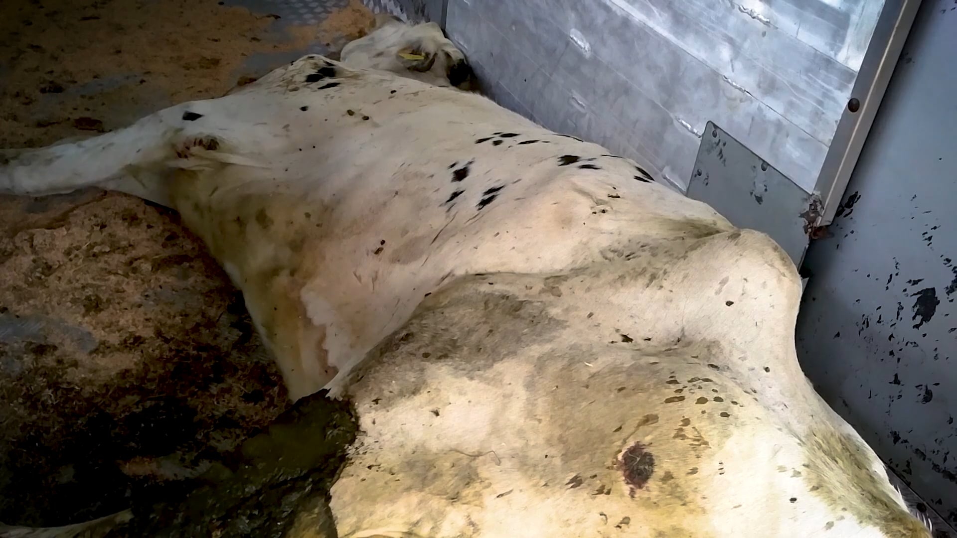 Nieuwe noodslacht regels bevorderen nog brutere exploitatie van de dieren