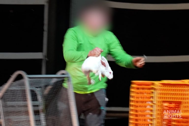 Undercoverbeelden: grootschalige mishandeling van konijnen bij het laden voor transport naar slachthuis
