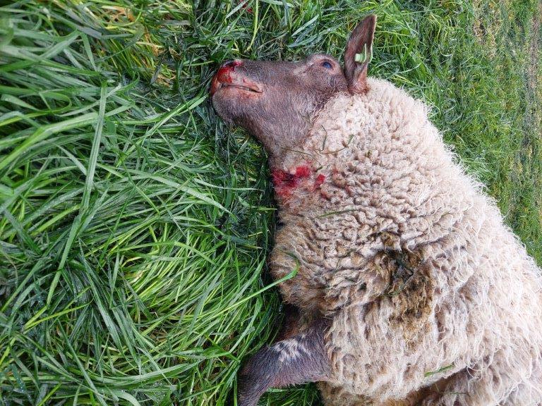Ook in 2023 werden in Noord-Brabant louter niet of slecht beschermde dieren gedood door de wolf