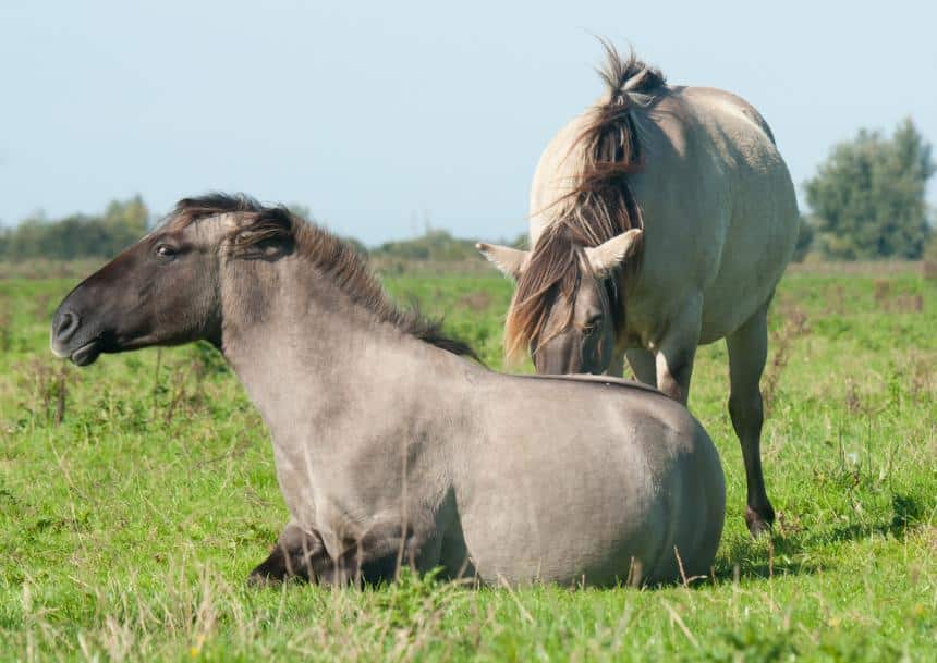 Animal Rights in beroep tegen het slachten van konikpaarden uit de Oostvaardersplassen