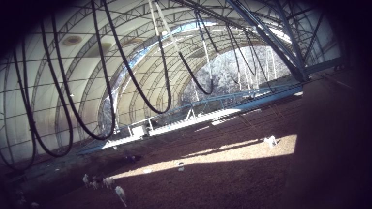 Undercover bij Duitse geitenmelkfabriek: geweld, verwaarlozing en dode dieren