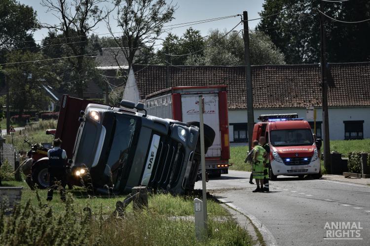 Runderen sterven op weg naar slachthuis Adriaens-Vion