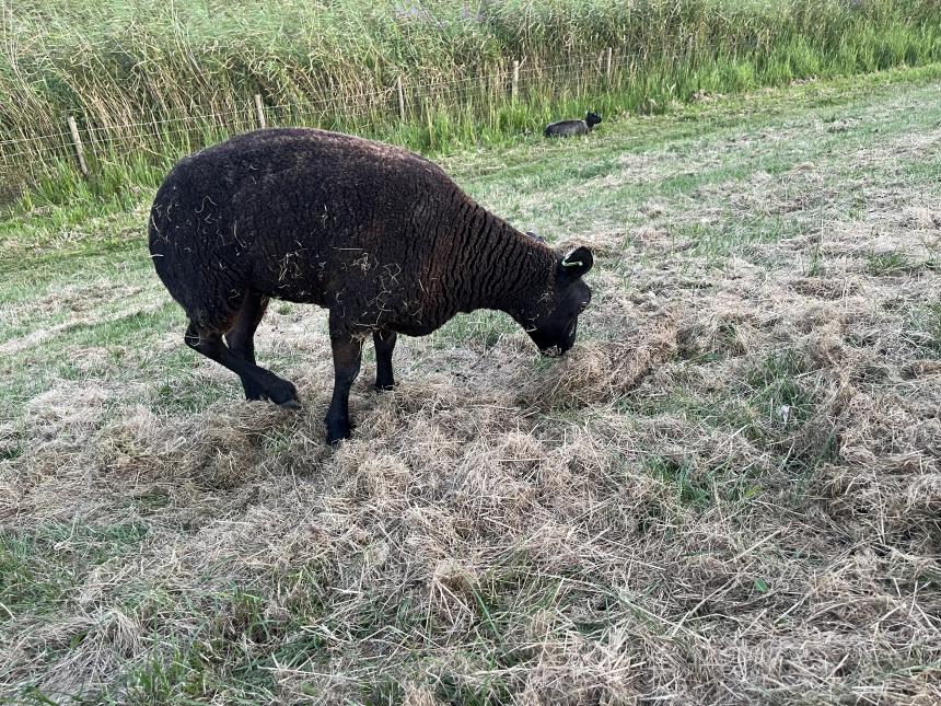 Wolf, blauwtong, hitte: het verwaarlozen van schapen lijkt de standaard!