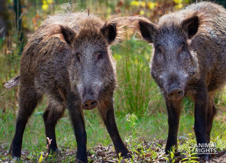 Acht wilde zwijnen verhuisd van Berg en Bos Apeldoorn naar Zoo Veldhoven