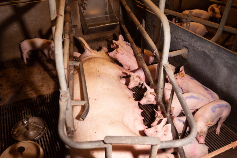 Red de dieren uit de beerput