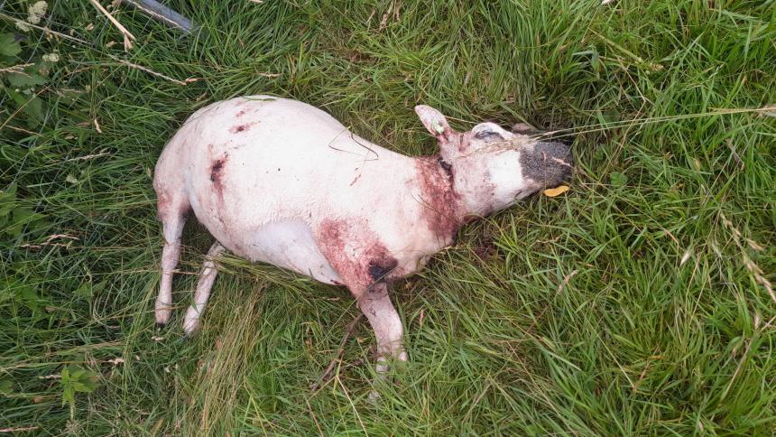 Bij de aanvallen op schapen in anti-wolf-gemeente Reimerswaal ging het in de helft van de gevallen niet om een wolf