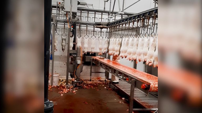 Bij slachterij Van Assche worden konijnen bij bewustzijn de poten en oren afgesneden